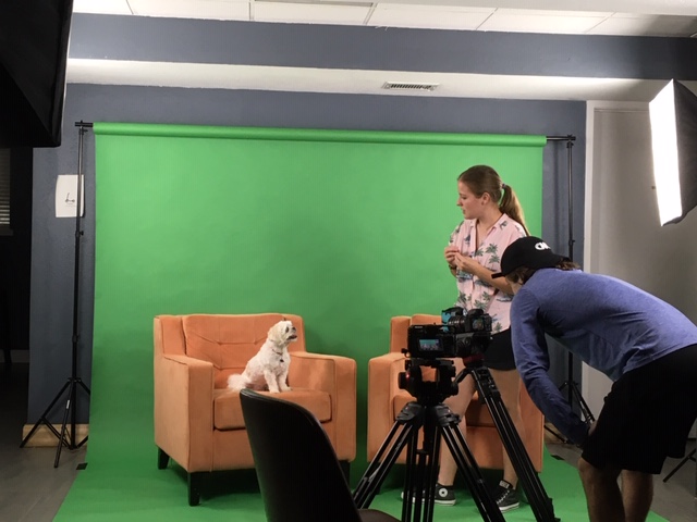 Photography team working with dog in a professional studio environment with green screen behind them