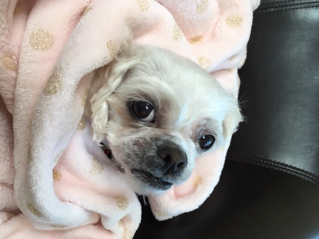 Small dog wrapped in a pink blanket
