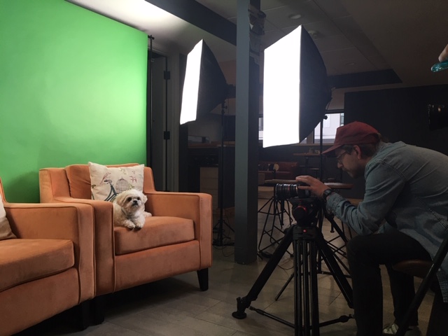Man taking pictures of a dog sitting on an armchair in a professional studio environment