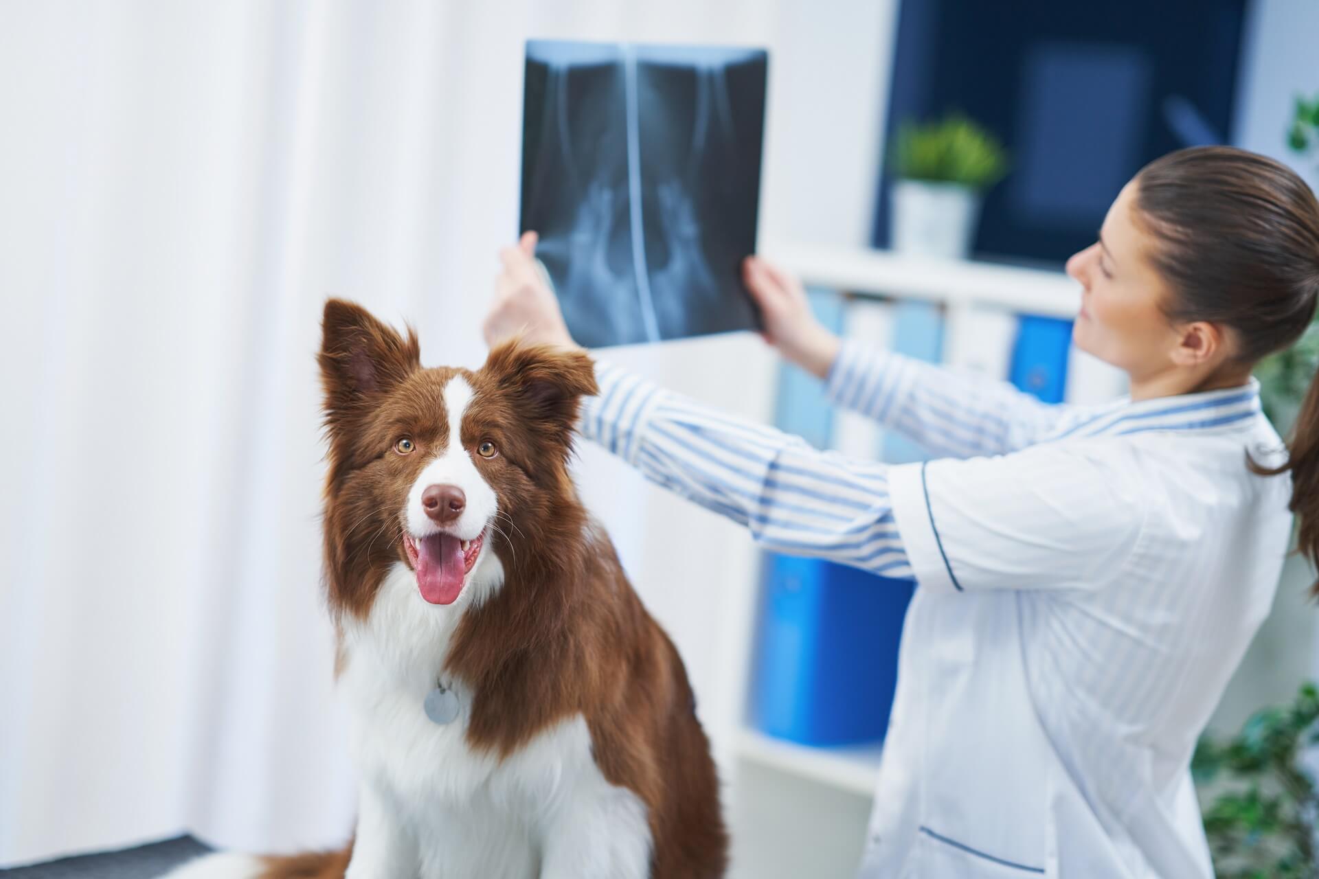 Happy brown and white dog looking straight ahead while vet examines x-ray in background