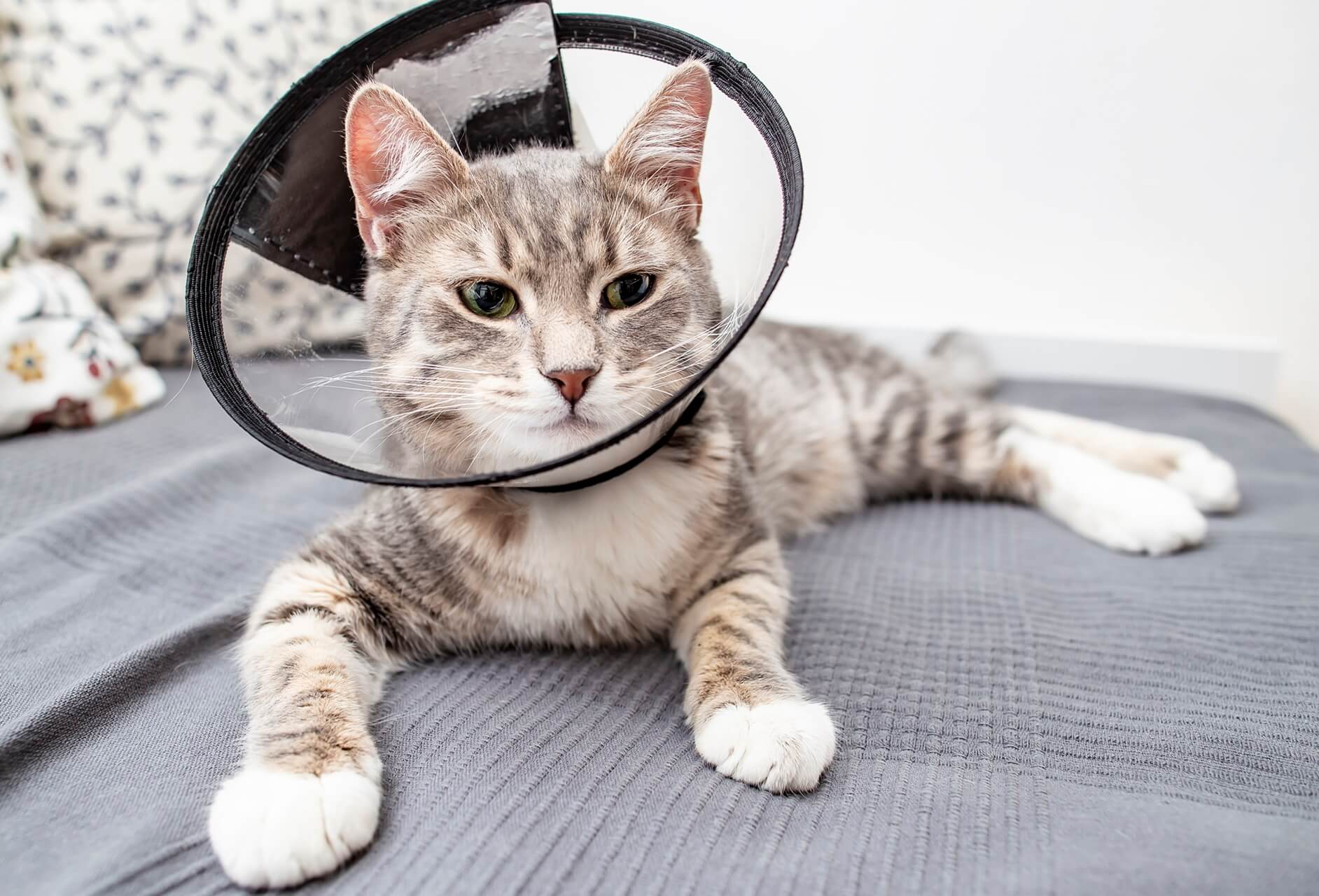 Cat wearing recovery cone