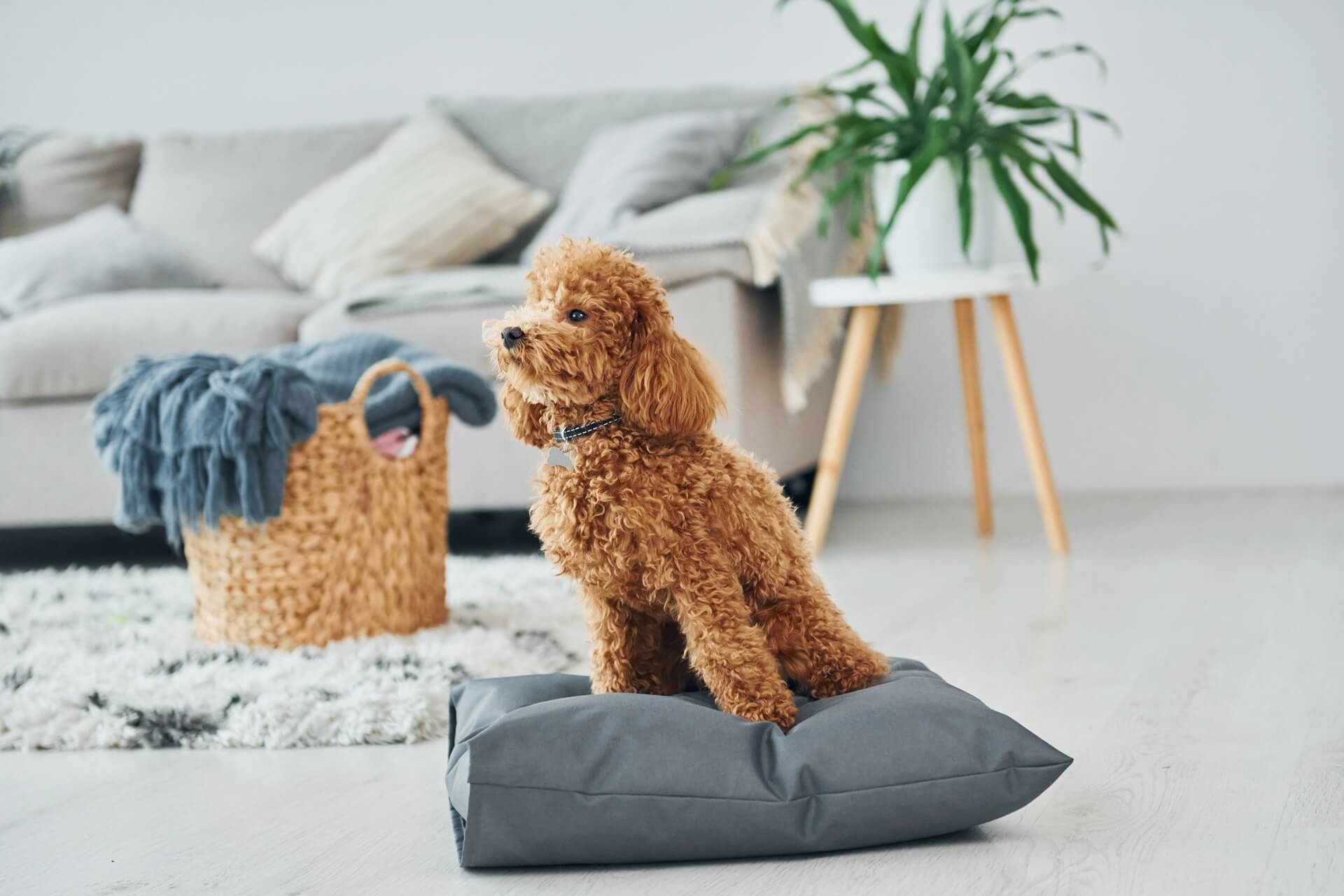 Fluffy brown dog sitting on gray pillow in modern living room