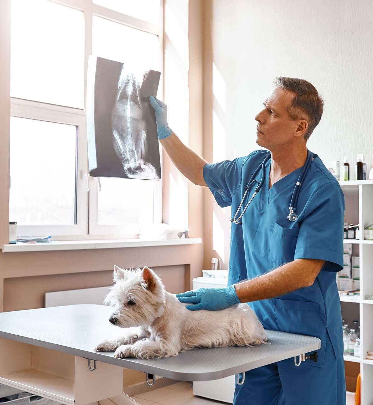 Vet looking at dog x-ray while dog sits in front of him on exam table