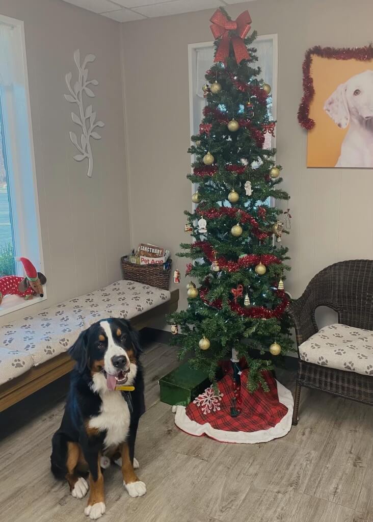 Christmas tree and dog