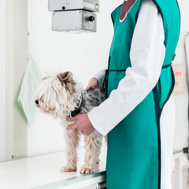 pet X-ray