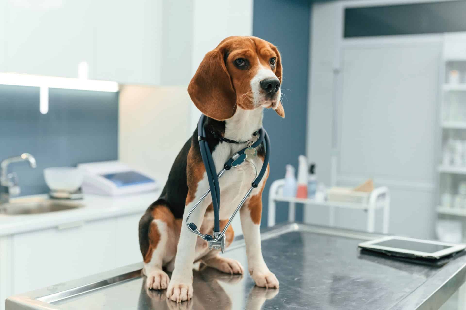 Black and white dog getting blood drawn