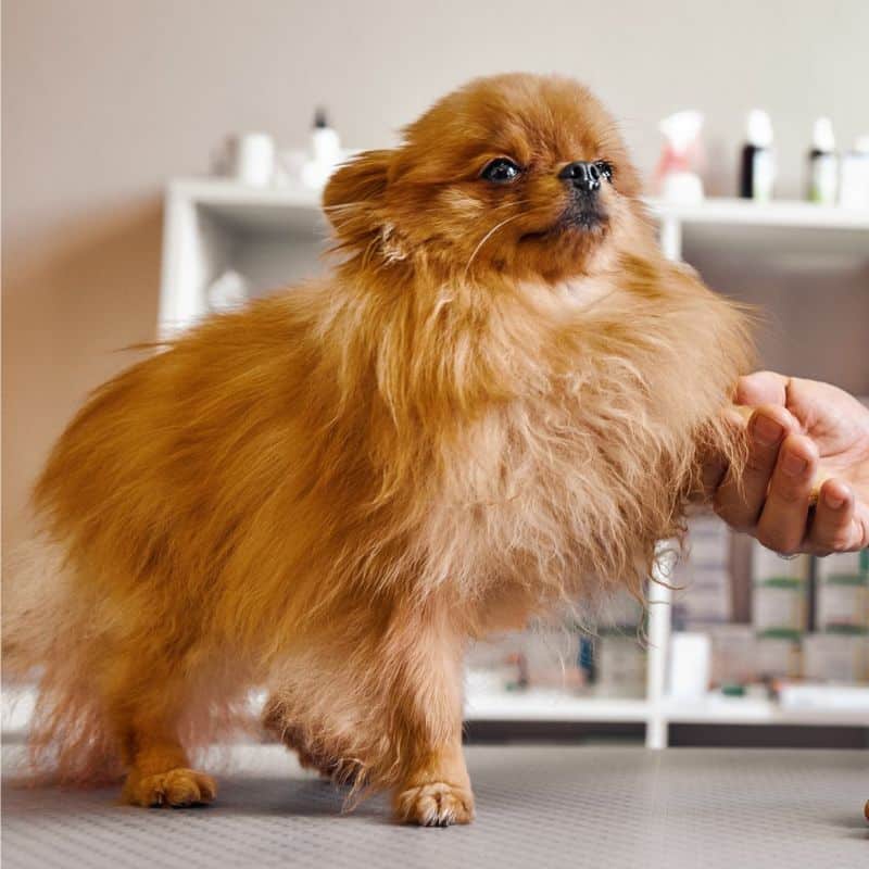 Vet checks a small brown dog