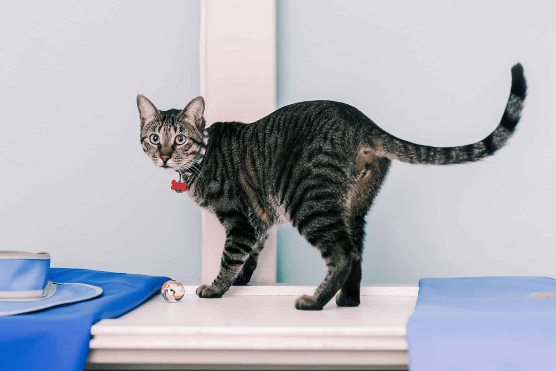 A cat standing on a table