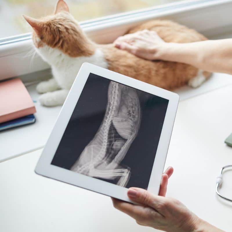 A vet examining the X-ray image of a cat