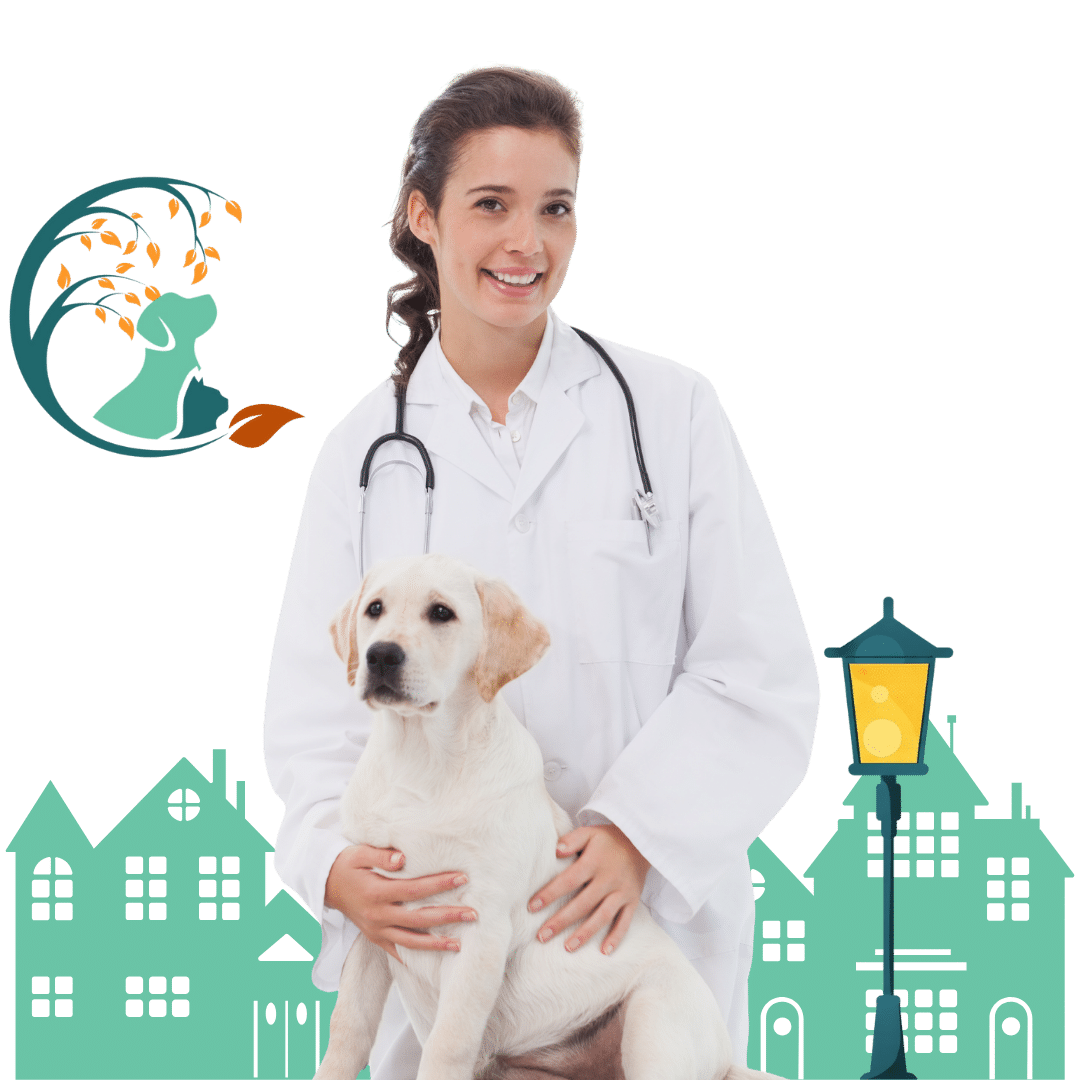 a vet holding a white dog